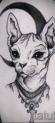 A szfinx tetoválás hűvös változata - szfinxmacska tetováláshoz használható