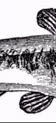 harcsa tetoválás fotó (jelentése) - példa rajz - 020