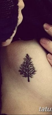 fotó egy fenyő tetoválásról, keltezve 2018. 07. 31 -én №138 - tetoválófenyő -