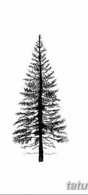 fotó egy fenyő tetoválásról, kelt: 07.07.2018 №126 - tetoválófenyő -