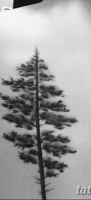 fotó egy fenyő tetoválásról, keltezve 2018. 07. 31 -én №121 - fenyő tetoválás -
