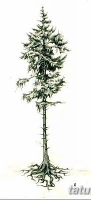 fotó egy fenyő tetoválásról, keltezve 2018. 07. 31 -én №112 - tetoválófenyő -