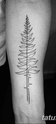 fotó egy fenyő tetoválásról, kelt: 2018. 07. 31. №100 - tetoválófenyő -