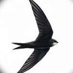 Fénykép egy gyors tetoválásról 2018.08.04., 009 - swift tattoo -