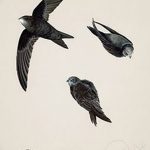 Fénykép egy gyors tetoválásról 2018. 08. 04. №011 - swift tattoo -