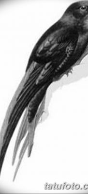 Fénykép egy gyors tetoválásról 2018. 08. 04. №001 - tetováló swift -