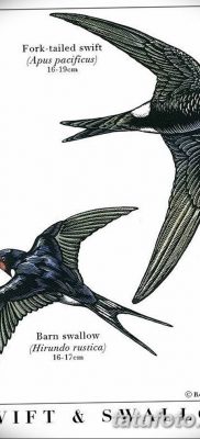 Fénykép egy gyors tetoválásról 2018.08.04. №008 - swift tattoo -