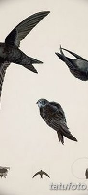 Fénykép egy gyors tetoválásról 2018. 08. 04. №011 - swift tattoo -