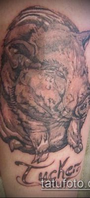 malac tetoválás 210 -es szám - a kép hűvös változata, amely jól használható a disznó és kakas tetoválás feldolgozásához és alkalmazásához