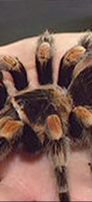 fotó egy tarantula tetoválásról, dátum: 2017.11.21. №019 - tarantula tetoválás -