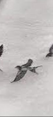 fotó három fecske tetoválásról, 2017.09.04., №028 - három fecske tetoválás -