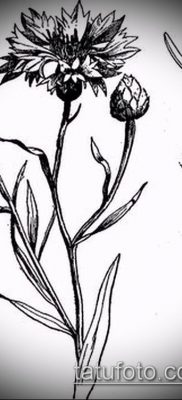 fénykép egy búzavirág tetoválásról (érték) - példa rajz - 026