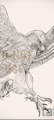 sólyom tetoválás - példa a 07122015 -ös fotón 14