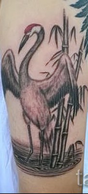 пример за татуировка на кран - кран в природата - татуировка на крака