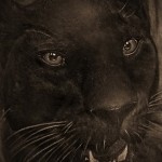 A párduc tetoválás jelentése 4