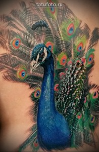 Példa páva tetoválásra