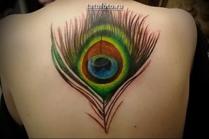 Pávatoll az egész hátán - tetoválás