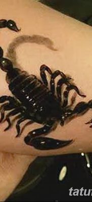 fotó egy skorpió tetoválásról, dátum: 2018.04.24 №019 - skorpió tetoválás -