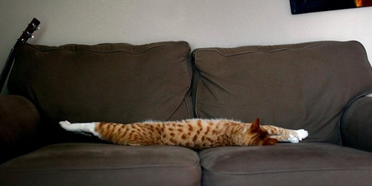 vtipné obrázky mačiek Cvičenia naťahovania mesta