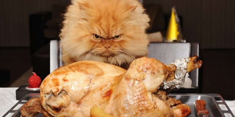 Fotografie mačiek vtipné Garfi