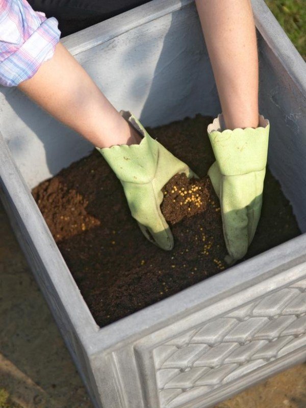 Výsadba trpasličích ovocných stromov v kvetináčoch na zalievanie pôdy