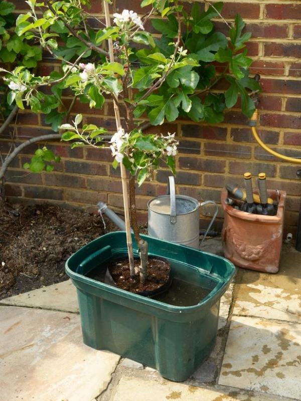 Pripravte sa na pestovanie trpasličích ovocných stromov v kvetináčoch