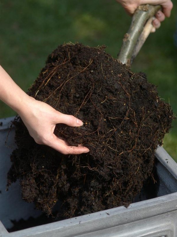 mini koreňové balíky ovocných stromov rozprestierajúce črepníkové rastliny