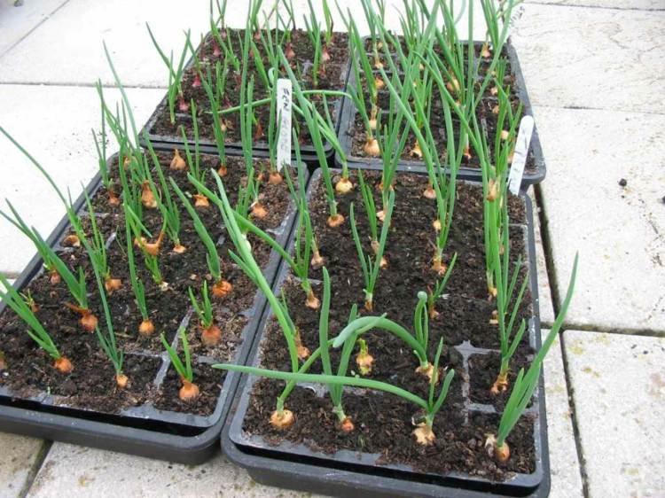 Cibuľové sadenice sú najlepšou odrodou na výsadbu sadenice zelenina záhrada cibuľa rastliny tipy na starostlivosť zdravé