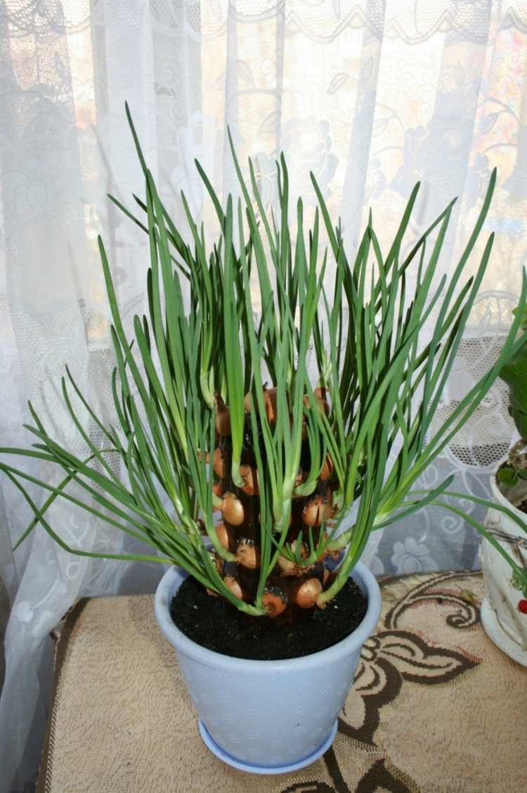Ak nemáte záhradu, vysaďte jarné cibuľky do miestnosti vertikálne záhradné cibuľové rastliny nápad starostlivosť o izbu
