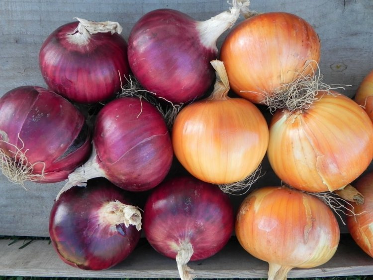 Cibuľa červenej a žltej odrody zber cibuľových rastlín červená žltá škatuľka zeleninová náplasť