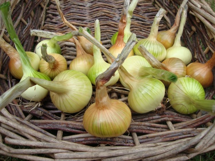 Cibuľu nechajte po zbere uschnúť šalotka cibuľové rastliny zber úrody záhradnícke tipy