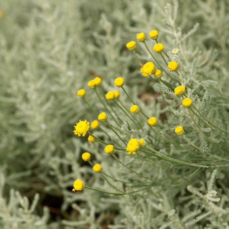 cyprus-svätá-bylina-rastliny-žltý kvet-pekne-strieborno-sivá-listy