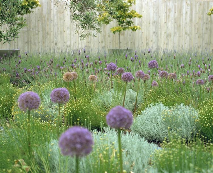 cyprus-svätá-bylina-rastliny-allium-pór-purpurový kvet